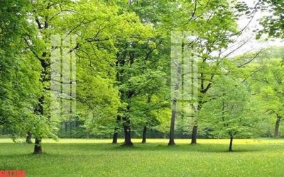 Tải file gốc File tranh gốc họa tiết giấy dán tường GGT284 (để in lụa)