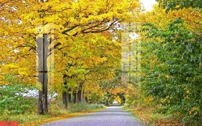 Download file gốc File tranh gốc họa tiết giấy dán tường GGT285 (in lụa) hoa lá