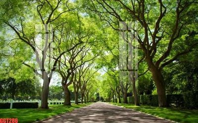 File PSD File tranh gốc họa tiết giấy dán tường GGT286 (gốc) cho in quảng cáo