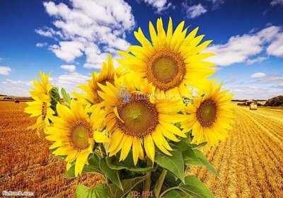 File in ấn file tranh hoa H01 (bản gốc) chất lượng cao