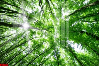 File gốc File tranh gốc in tranh tường nền tổng hợp H10032 (phong cách) cổ điển