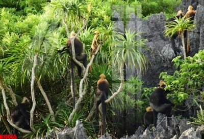 File PSD File tranh gốc in tranh tường nền tổng hợp H10065 (nguyên bản) cho thiết kế