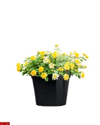 File tranh File tranh gốc in tranh tường nền tổng hợp H10073 (bản gốc) in lụa 3D