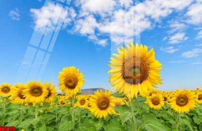 File PSD File tranh gốc in tranh tường nền tổng hợp H10119 (bản gốc) độ phân giải cao