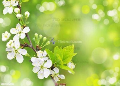 File tranh file tranh hoa H102 (gốc) in trên kính