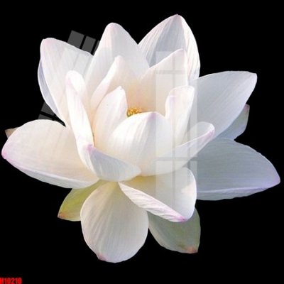 File in mica File tranh gốc in tranh tường nền tổng hợp H10210 (bản gốc) sắc sảo