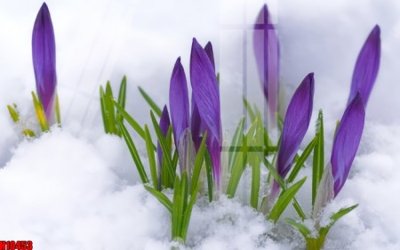 Tải file File tranh gốc in tranh tường nền tổng hợp H10453 (ảnh gốc) in tranh kính