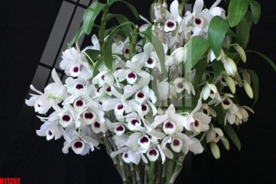 File tranh File tranh gốc in tranh tường nền tổng hợp H11267 (file gốc) chuẩn màu in