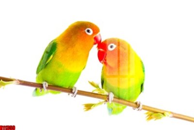 File gốc File tranh gốc in tranh tường nền tổng hợp H11359 (in mica) trang trí