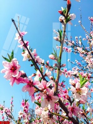 File PSD File tranh gốc in tranh tường nền tổng hợp H11926 (bản gốc) độ phân giải cao