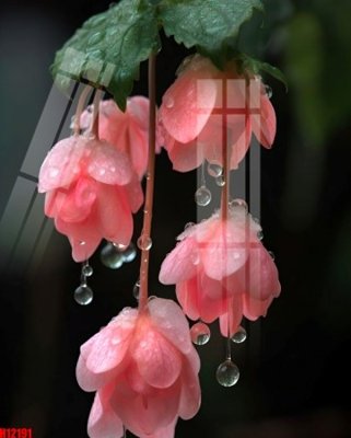 File in lụa File tranh gốc in tranh tường nền tổng hợp H12191 (tân cổ điển) File tranh gốc in tranh tường nền tổng hợp H12191