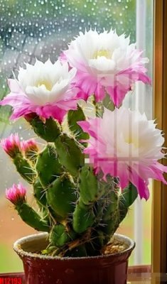 File gốc File tranh gốc in tranh tường nền tổng hợp H12193 (dành cho quảng cáo)