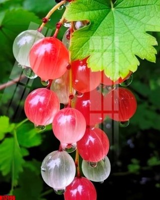 File tranh File tranh gốc in tranh tường nền tổng hợp H12196 (gốc) in trên kính