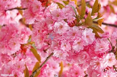 Tải file file tranh hoa H125 (ảnh gốc) in tranh kính