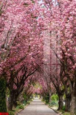 Download file gốc File tranh gốc in tranh tường nền tổng hợp H12716 (in lụa) hoa lá