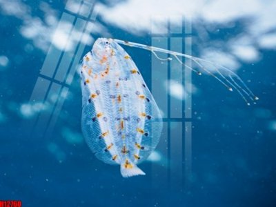 File gốc File tranh gốc in tranh tường nền tổng hợp H12760 (thiết kế) cho in ấn