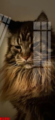 File gốc File tranh gốc in tranh tường nền tổng hợp H12890 (PSD/TIFF) độ phân giải cao