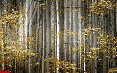 File in trần File tranh gốc in tranh tường nền tổng hợp H13133 (bản gốc) hoa văn