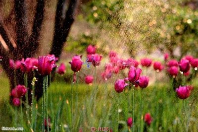 File gốc file tranh hoa H136 (Filetranh.com) file tranh hoa H136