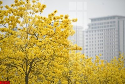 Tải file gốc File tranh gốc in tranh tường nền tổng hợp H13675 (in khổ lớn) không mờ