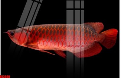 File ảnh gốc File tranh gốc in tranh tường nền tổng hợp H13699 (chuyên in mica)