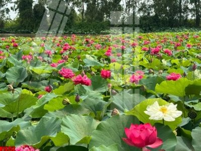 File in trần File tranh gốc in tranh tường nền tổng hợp H13752 (bản gốc) phong cảnh