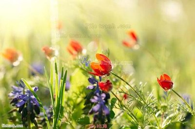 File gốc file tranh hoa H138 (chuẩn màu) cho in offset