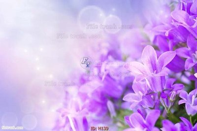 File in trần file tranh hoa H139 (file gốc) xuyên sáng