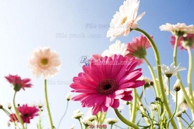 Download file file tranh hoa H148 (chất lượng in ấn)