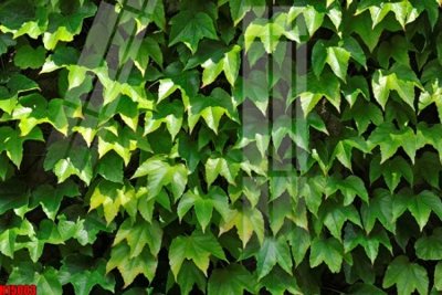 Tải file File tranh gốc in tranh tường nền tổng hợp H15003 (gốc) in trên mọi chất liệu