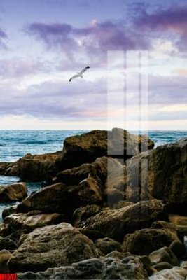 File tranh File tranh decor tranh bộ treo tường tổng hợp H1517 (gốc) chủ đề động vật