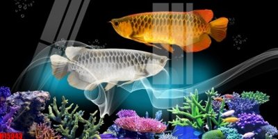 File gốc File tranh gốc in tranh tường nền tổng hợp H15343 (in tráng gương) sang trọng