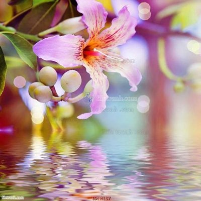 Tải file file tranh hoa H157 (gốc) làm file quảng cáo