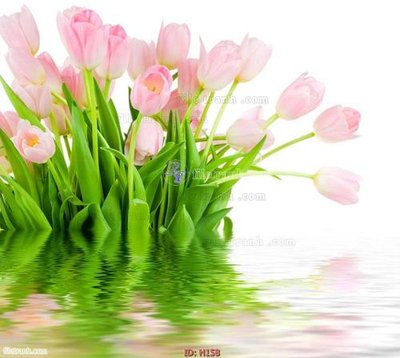 Download file ảnh gốc file tranh hoa H158 để in ấn