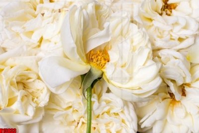 Tải file File tranh gốc in tranh tường nền tổng hợp H15833 (gốc) để in ấn ngay