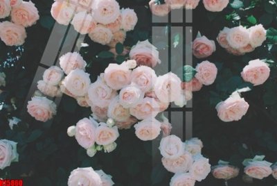 Download file File tranh gốc in tranh tường nền tổng hợp H15860 (chất lượng in ấn)