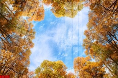 File PSD File tranh gốc in tranh tường nền tổng hợp H16209 (bản gốc) đã tách nền