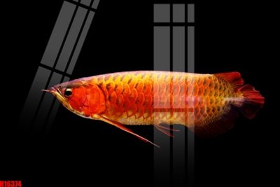 File gốc File tranh gốc in tranh tường nền tổng hợp H16374 (PNG) không nền chất lượng