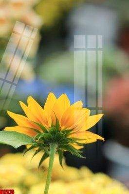 File in ấn File tranh gốc in tranh tường nền tổng hợp H17275 (bản gốc) sắc nét