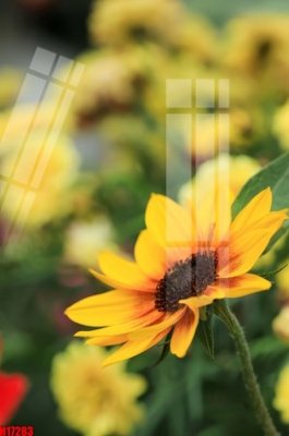 Tải file gốc File tranh gốc in tranh tường nền tổng hợp H17283 (in tráng gương) siêu đẹpFile tranh gốc File tranh gốc in tranh tường nền tổng hợp H17283 chất lượng cao