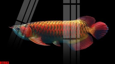 File ảnh gốc File tranh gốc in tranh tường nền tổng hợp H17663 không vỡ nét