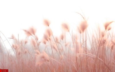 Tải file gốc File tranh gốc in tranh tường nền tổng hợp H17775 (bản PSD) còn layer