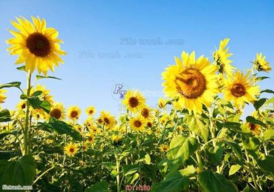 Download file gốc file tranh hoa H180 (in mica) logo