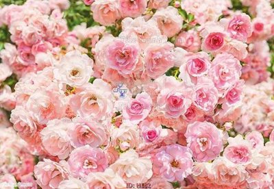 File in ấn file tranh hoa H182 (bản gốc) cao cấp