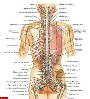 File gốc File tranh gốc in tranh tường nền tổng hợp H19203 (in tráng gương) sang trọng