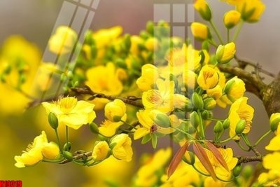 File gốc File tranh gốc in tranh tường nền tổng hợp H19319 (in lụa) tranh thuận buồm