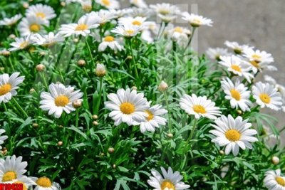 File gốc File tranh gốc in tranh tường nền tổng hợp H19426 (in tráng gương) sang trọng