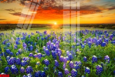 File in trần File tranh gốc in tranh tường nền tổng hợp H19450 (bản gốc) phong cảnh