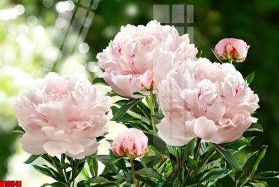 Tải file File tranh gốc in tranh tường nền tổng hợp H19541 (gốc) làm file tranh quảng cáo