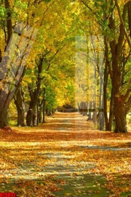 Tải file gốc File tranh gốc in tranh tường nền tổng hợp H19891 (bản PSD) còn layer